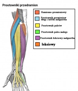 przedramię - 1 b