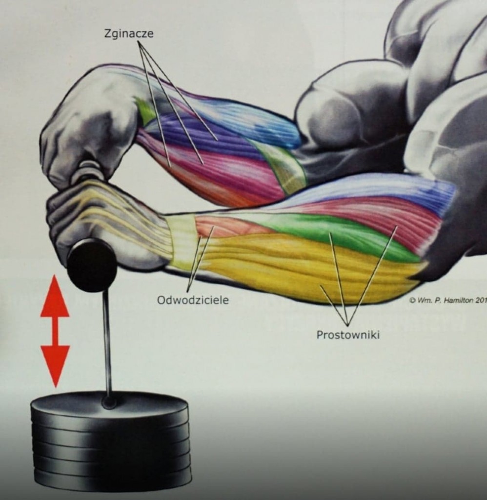 przedramię - 5